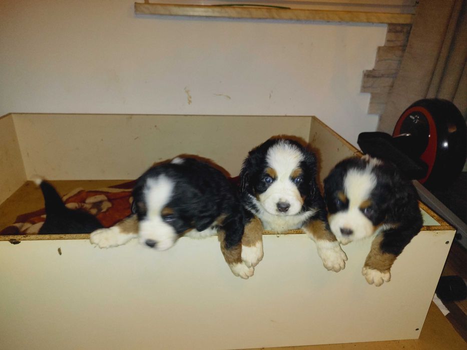 Sprzedam Psa berneńczyka