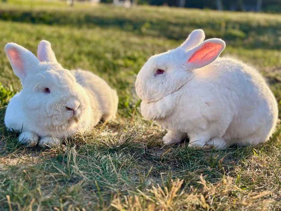 Królik nowozelandzki biały