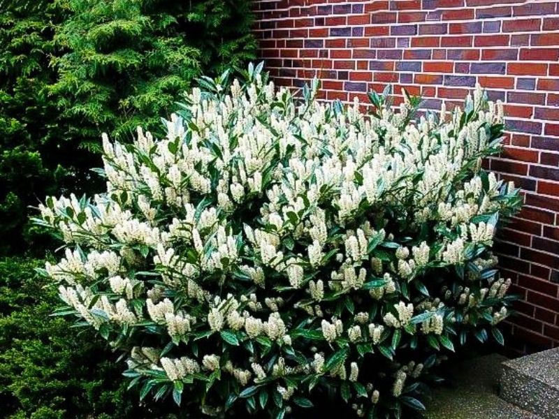 Laurowisnia Novita, Etna ,Otto  Luyken
Zapraszamy 
Zawichost ul.Trojca