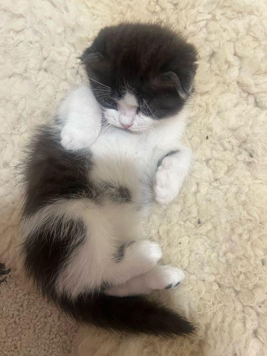 Висловуха виня клаповухе кошеня котятко - киця скоттіш фолд