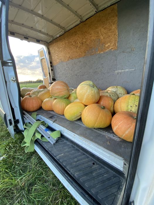 Гарбузи на корм!!