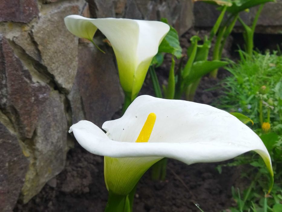 Кала біла ефіопська