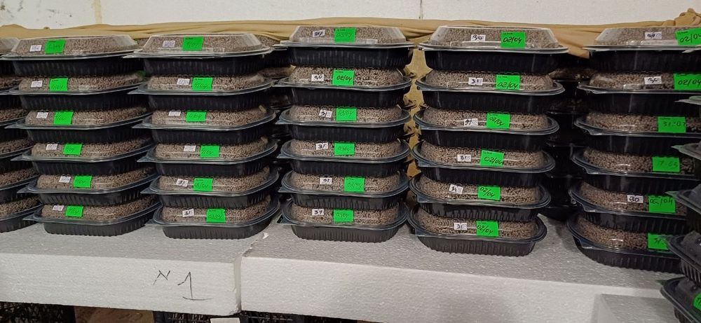 Мальок равлика Helix aspersa muller (мюллер) на 26 рік