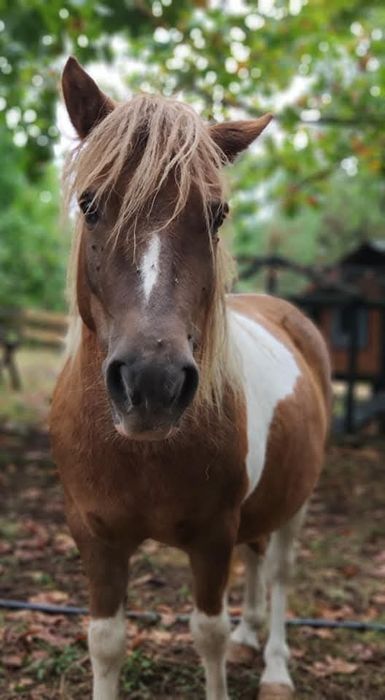 Ponei macho muito manso com as crianças
