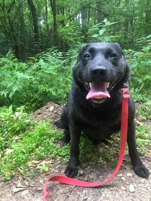 Sunia w typie labradora szuka domu Adopcja