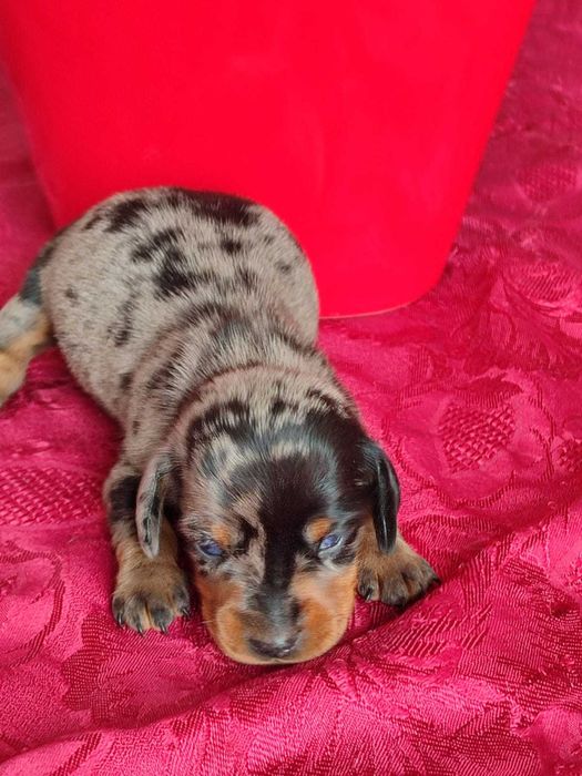 Teckel Caninchen miniatura azul arlequim