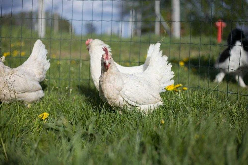Kurki nioski Tetra tintet na jajko