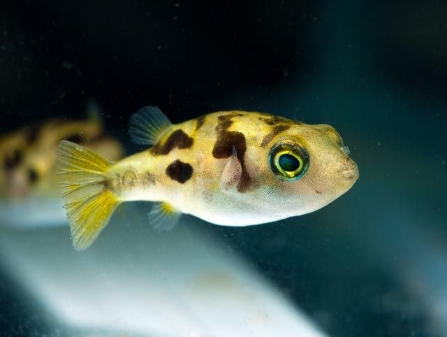 Kolcobrzuch karłowaty / SKLEP SKALAR