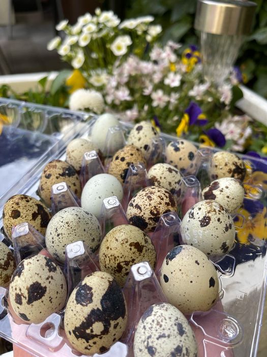 Jajka przepiórcze – 10 paczek po 18 sztuk (razem 180 jaj)