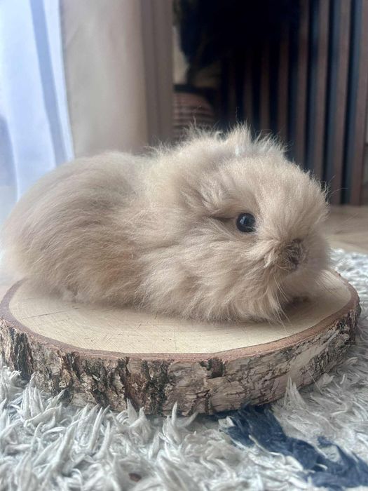 Króliczek karzełek Teddy mini króliki