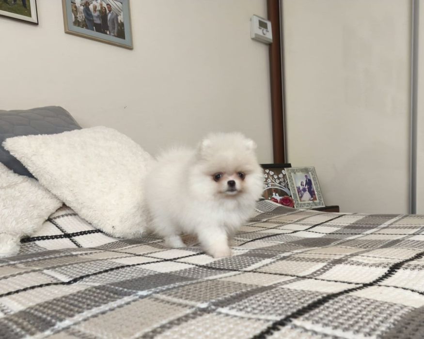 Szpic miniaturowy pomeranian