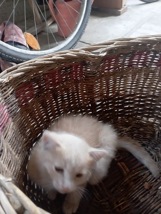 ВІддам.  Котенят