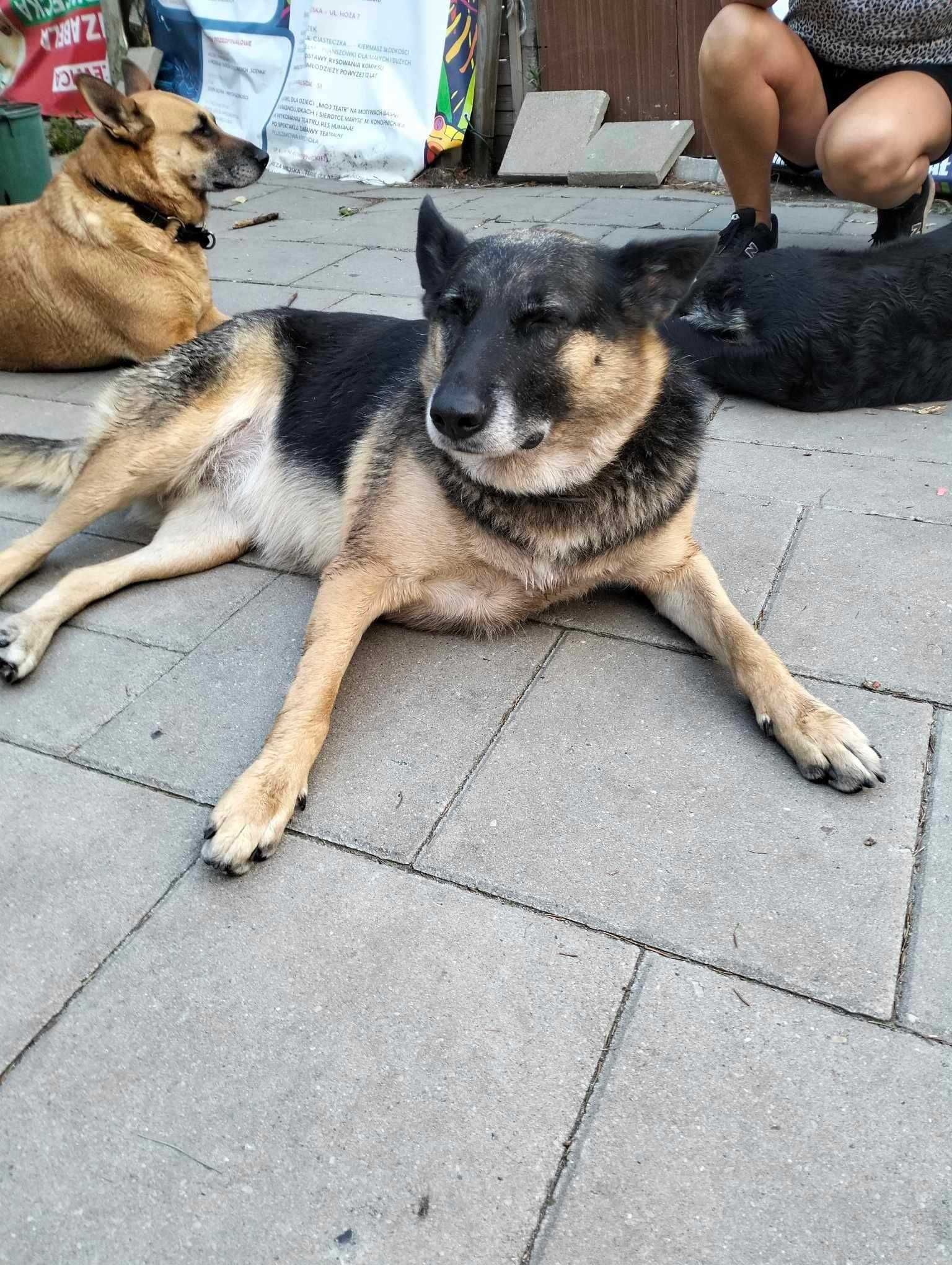 Luna , która straciła dom, wypatruje nowych ludzi do kochania
