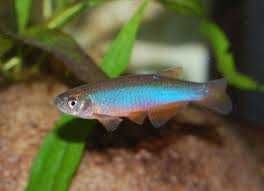 Danio tęczowy • Brachydanio albolineata