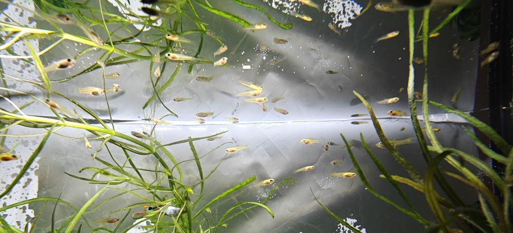 Rybki akwariowe gupiki