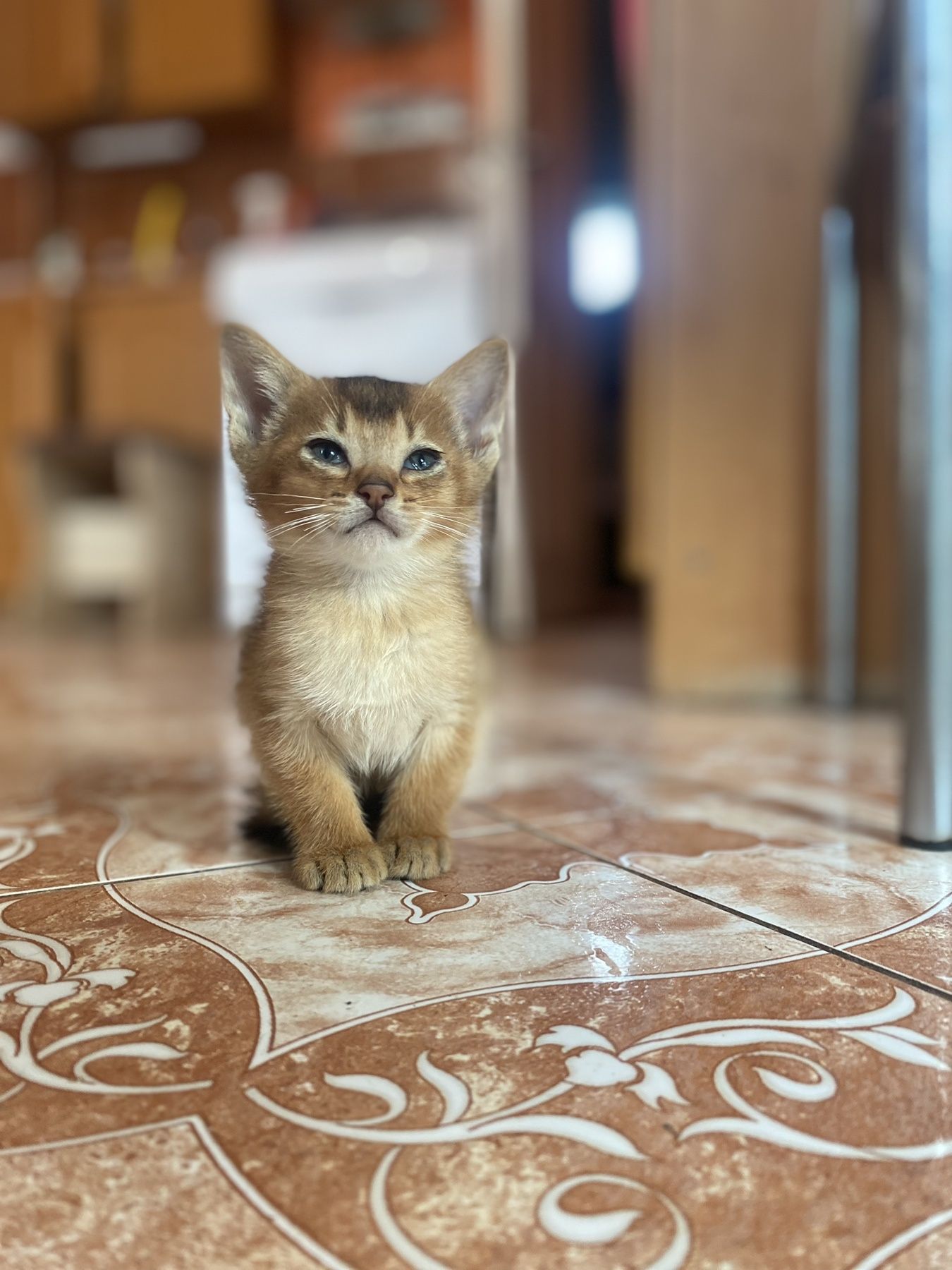 Кошенята абиссинські