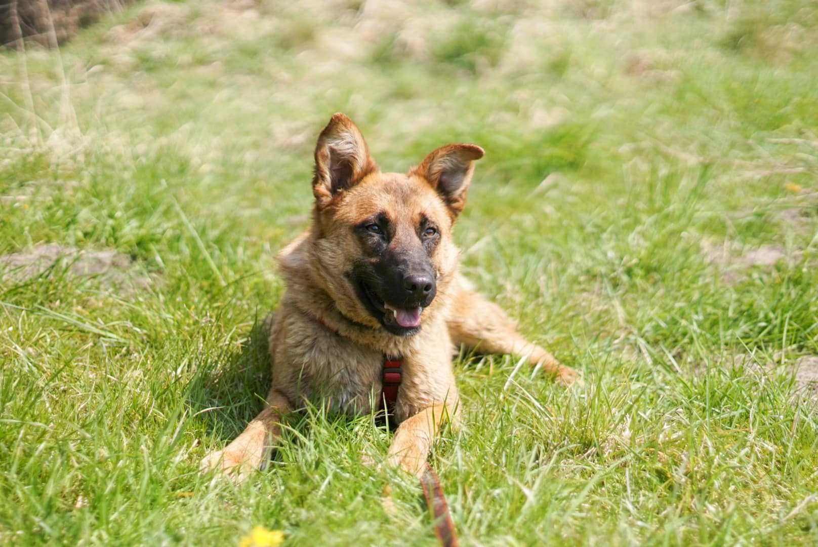 Rajka i Zulka- roczne siostry w typie owczarka belgijskiego do adopcji