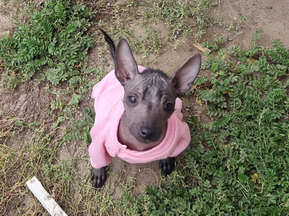 Nagi Pies Meksykańsk mini * piesek XOLO