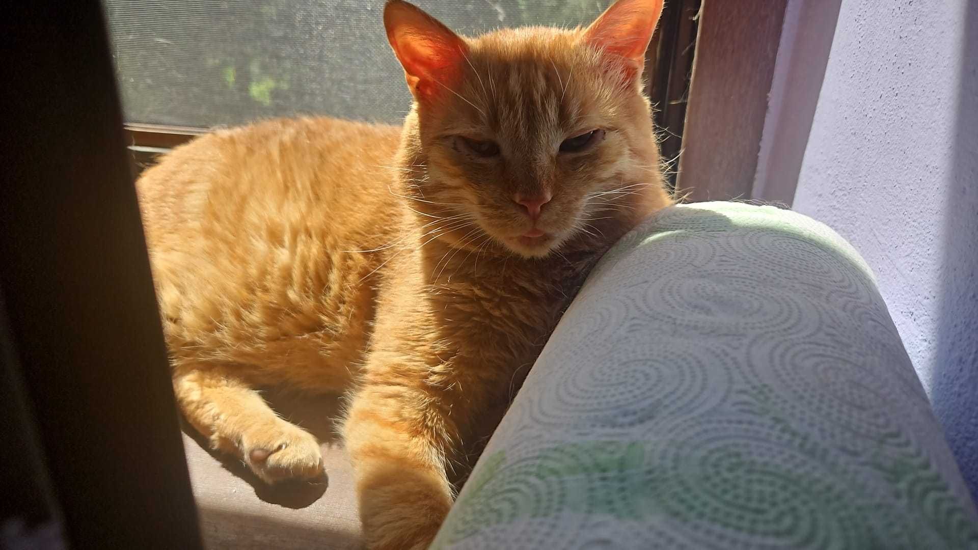 Kotek z plusikiem , 1,5- roczny  Szuka rodziny kotek Felv plus