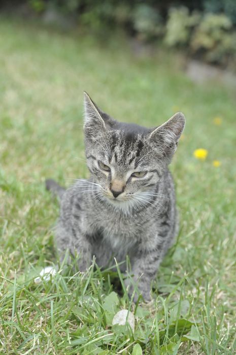 Koty z działek szukają domów do pilnej adopcji