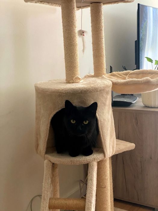 PAN TADEUSZ- szuka domu stałego