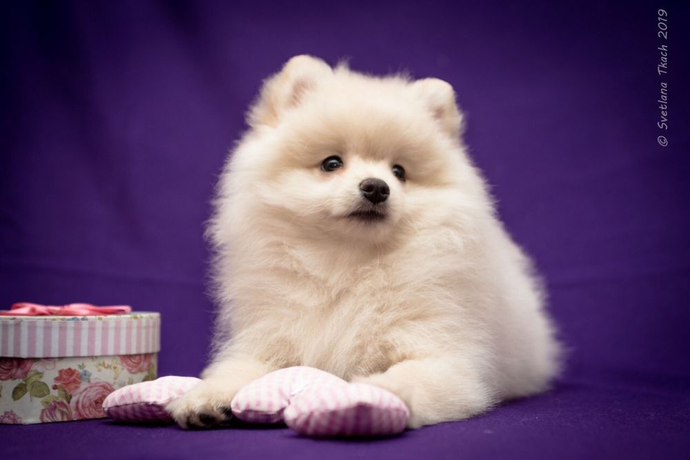 Немецкий шпиц ищет подружку!