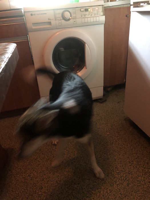 Отдам собаку в добрые руки !