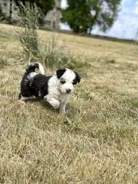 Border Collie Tricolor Piękny Piesek