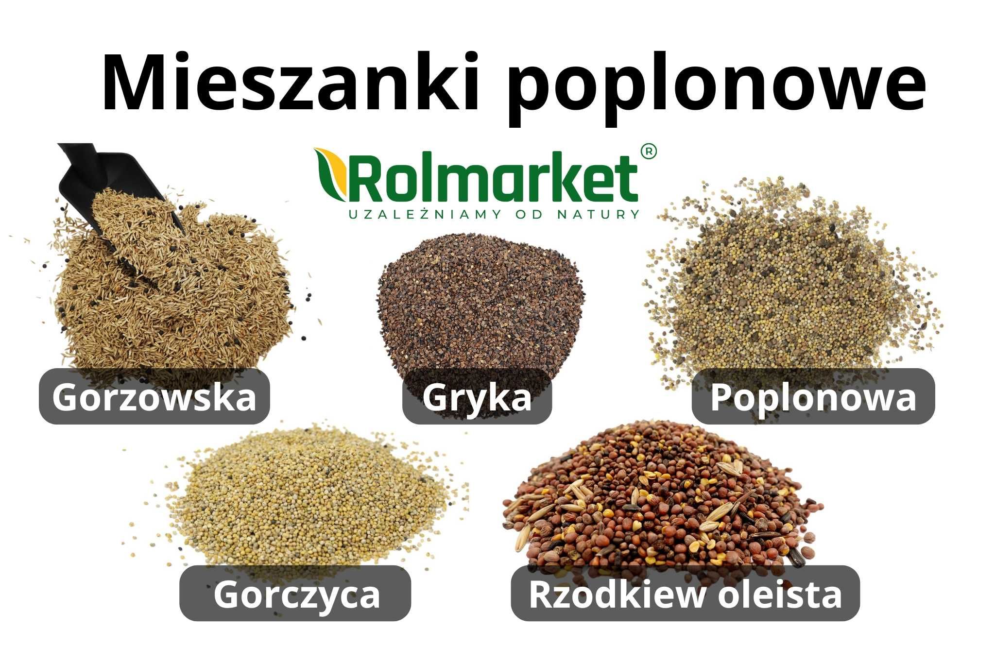 Mieszanka poplonowa Gryka Rzodkiew Nasiona Gorzowska Poplon Wysyłka