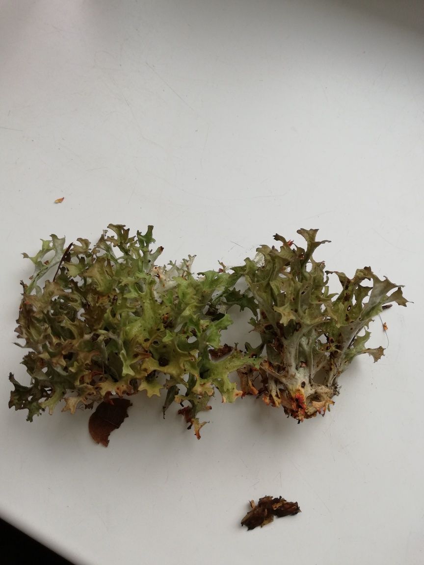Продам ісландський мох сухий 0,5кг - 160грн