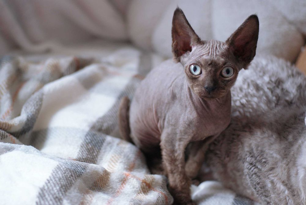 Tulas devon rex szuka swoich ludzi / po tacie z tytułem championa