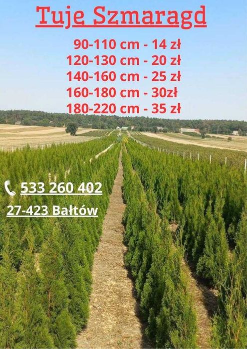 Thuja Tuja szamragd 180-230cm
