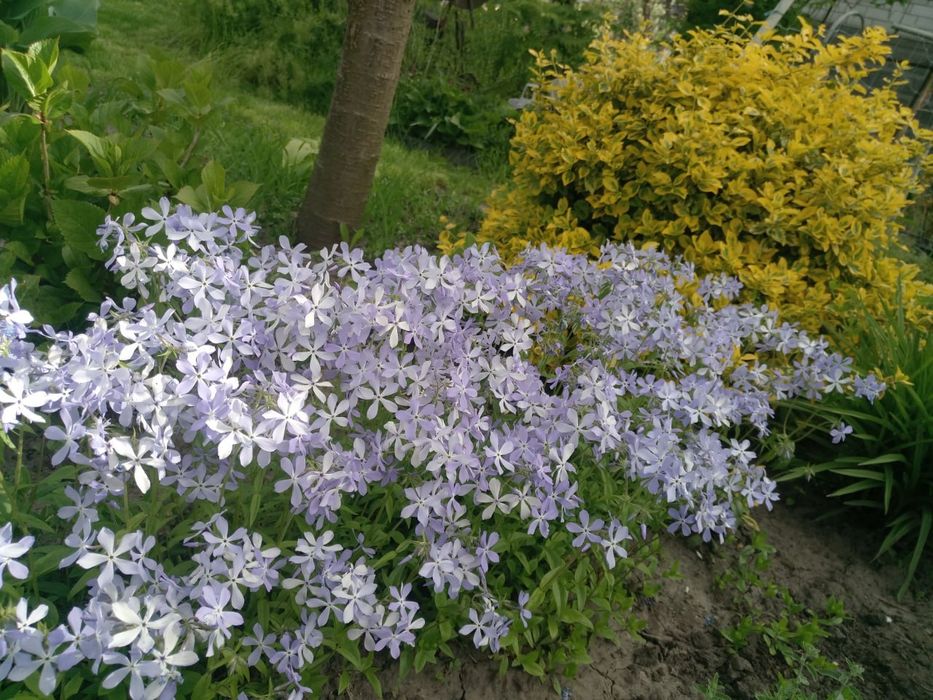 Почвопокровные растения для сада, многолетники