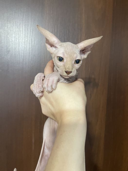 Канадський сфінкс хлопчик