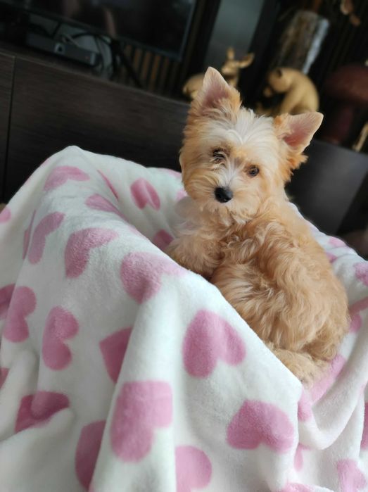 Yorkshire terrier golddust