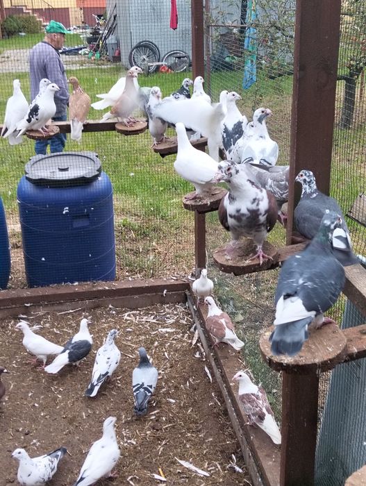 Staropolskie, ślaskie tarczowe, tygrysy,mulemansy,