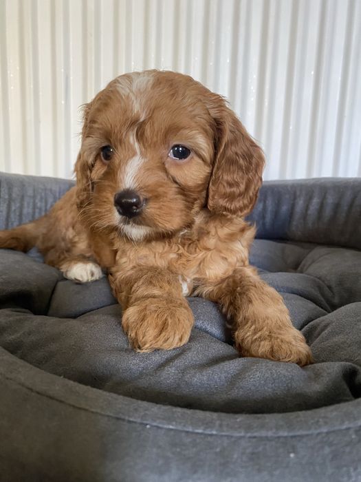 Zarezerwowana!!! Cavapoo F1B Asha Cavapoo&Pudel Miniaturowy