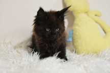 Kocurek  Maine Coon LUGH/Rodowód FPL