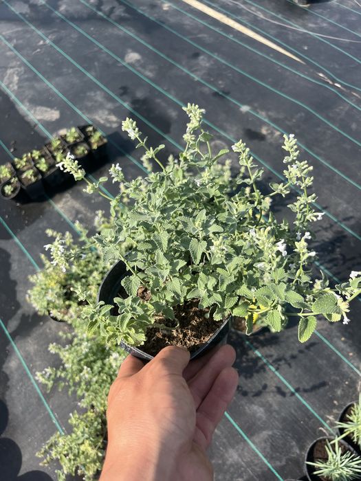 Продам Котовник Фассена, (білий) в горщику 1.5л на осмокоті