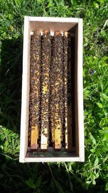 Бджолопакети Карпатська порода з доставкою!!!