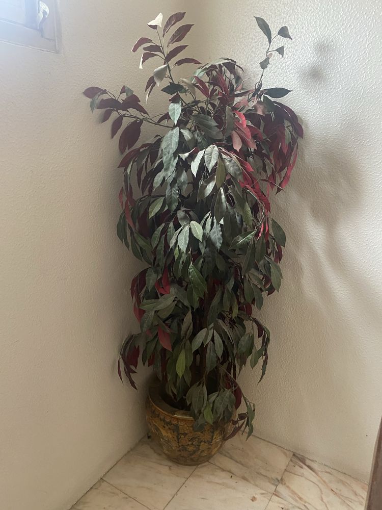 Vasos - varias unidades OFERTA de plantas