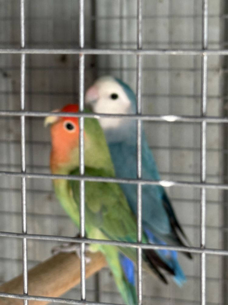 casal de agapornis 2024