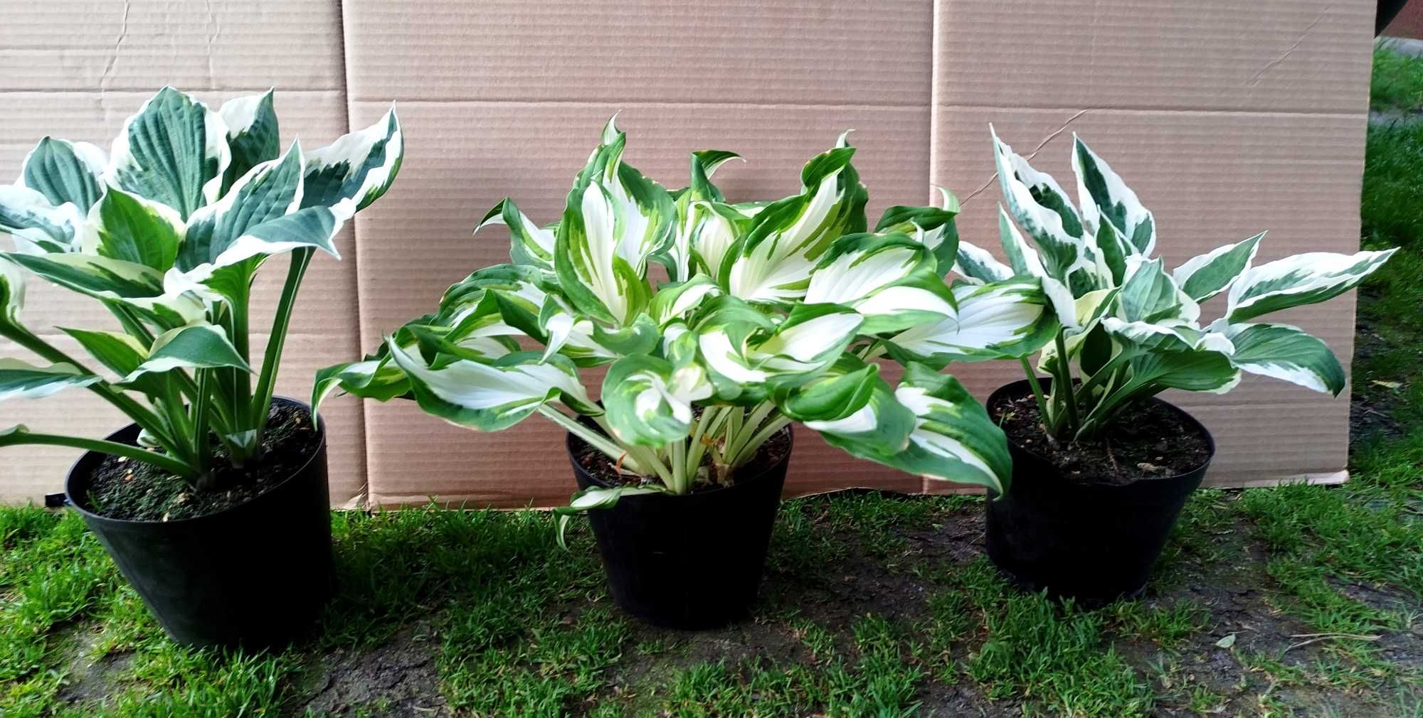 Funkia Hosta ogrodowa kilka sadzonek