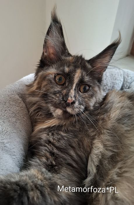 Kotka maine coon / ew. do hodowli
