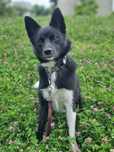 KODA do adopcji!