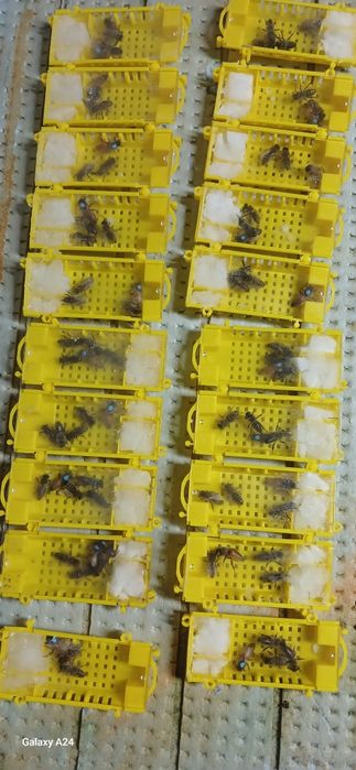 Продам матки бакфаст F1