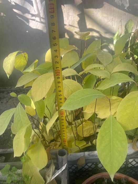 Хурма Вірджинська, сіянці однорічні 10 шт.