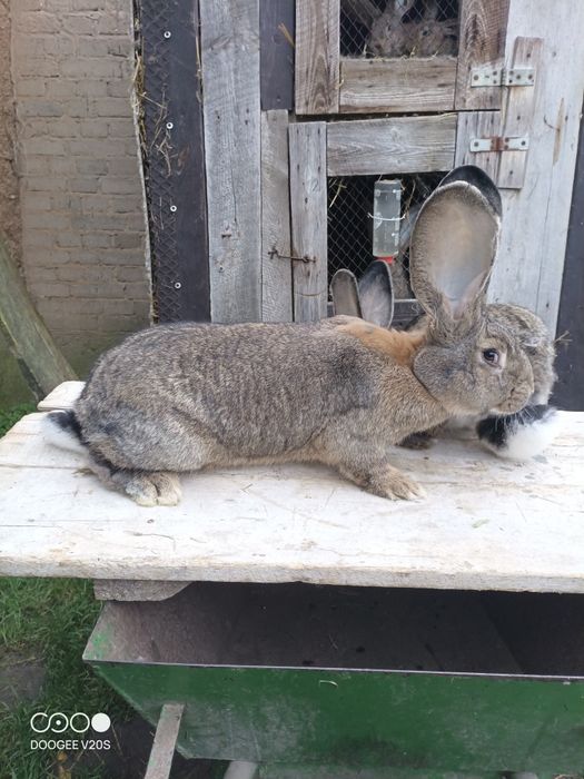 Króliki belgijski olbrzym