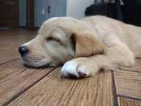 Golden Retriever-zapowiedź  miotu domową hodowla