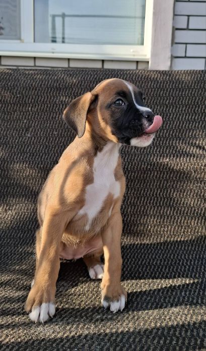 Щенки немецкого боксера